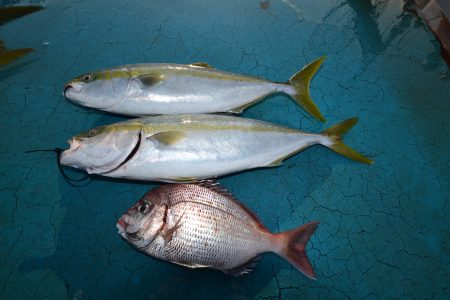 アジアマリンサービス 釣果