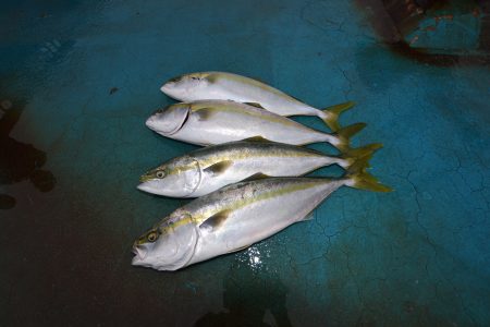 アジアマリンサービス 釣果