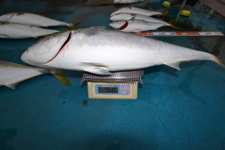 アジアマリンサービス 釣果