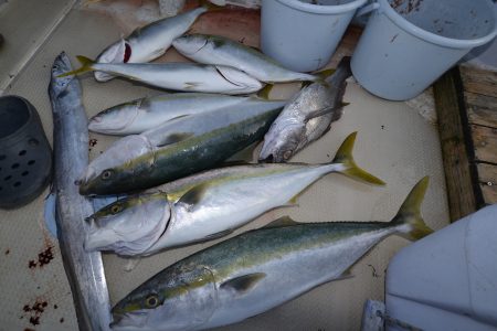 アジアマリンサービス 釣果