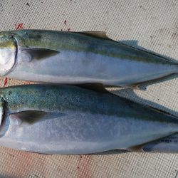 はらまる 釣果