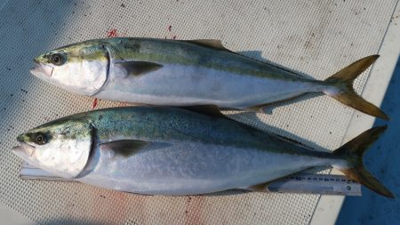 はらまる 釣果