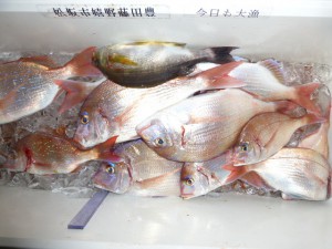 功成丸 釣果