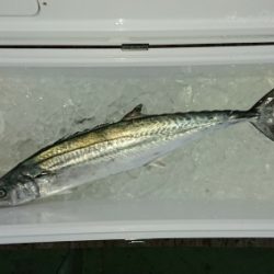 火遠理丸（ほおりまる） 釣果