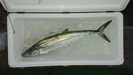 火遠理丸（ほおりまる） 釣果