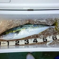 火遠理丸（ほおりまる） 釣果