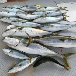 ミタチ丸 釣果