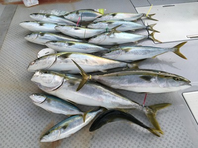 ミタチ丸 釣果