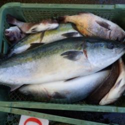 淡路じゃのひれフィッシングパーク 釣果