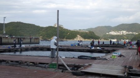 淡路じゃのひれフィッシングパーク 釣果