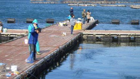 淡路じゃのひれフィッシングパーク 釣果