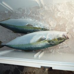 浅間丸 釣果