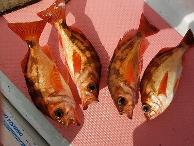 しまや丸 釣果