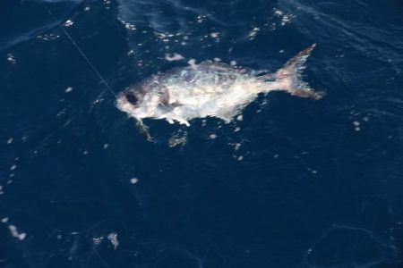 へいみつ丸 釣果