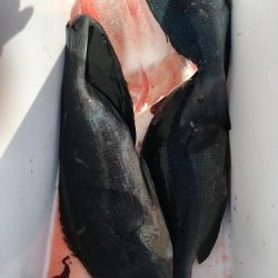 鵜来島家本渡船 釣果