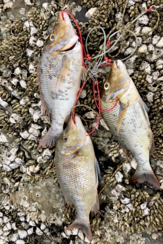 鵜来島家本渡船 釣果