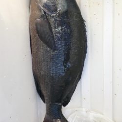 鵜来島家本渡船 釣果