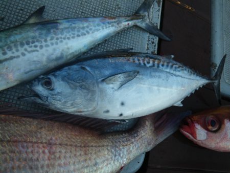 小海途 釣果