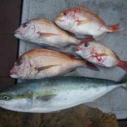 小海途 釣果