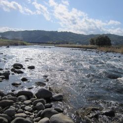 狩野川（狩野川漁業協同組合） 釣果