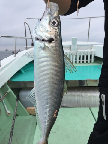 千宝丸 釣果