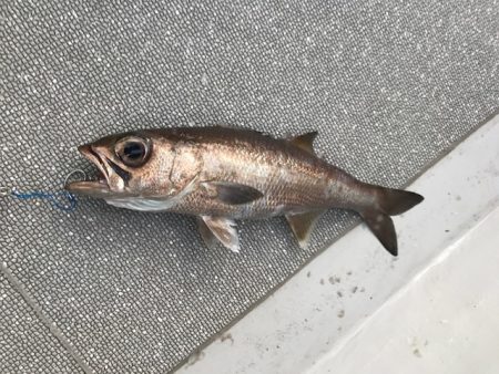 へいみつ丸 釣果