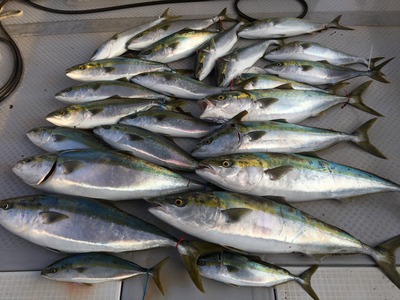 ミタチ丸 釣果