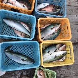 由良海上釣り堀 海人 釣果