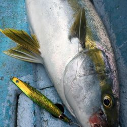 松鶴丸 釣果