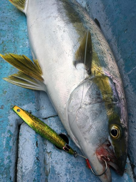 松鶴丸 釣果