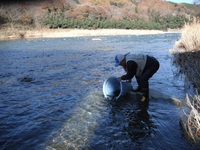 秩父フライフィールド 釣果