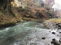 秩父フライフィールド 釣果