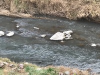 秩父フライフィールド 釣果