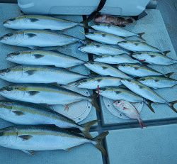 はたの屋 釣果