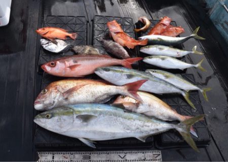 渡船屋たにぐち 釣果