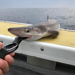 シーランチ 釣果