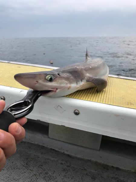 シーランチ 釣果