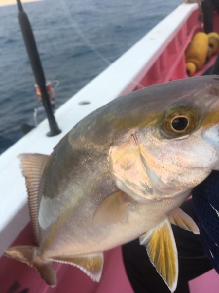 山正丸 釣果