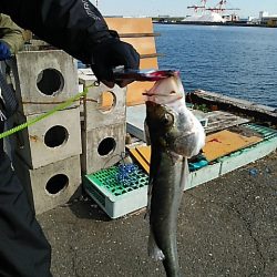 KO-SHIN丸 釣果