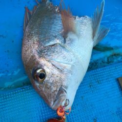 太平丸 釣果