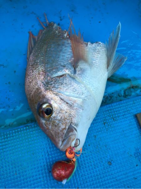 太平丸 釣果