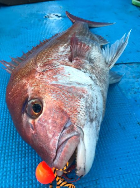 太平丸 釣果