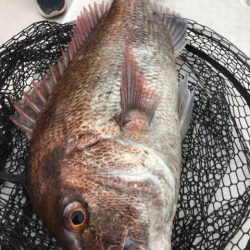 龍神丸（鹿児島） 釣果