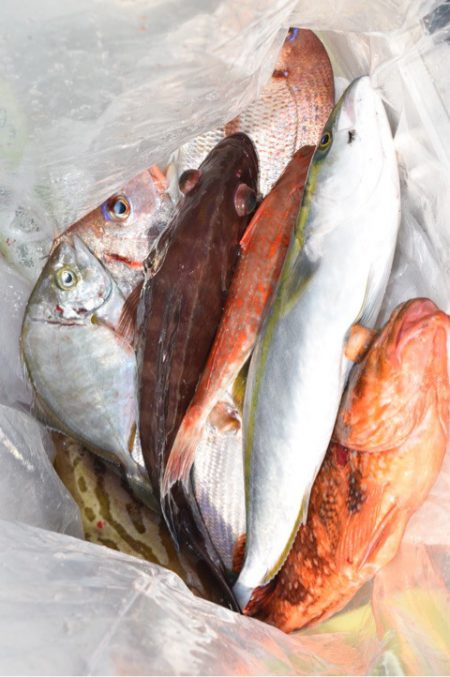 渡船屋たにぐち 釣果