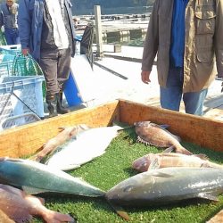 海の釣堀 海恵 釣果