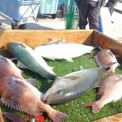 海の釣堀 海恵 釣果