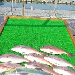 海の釣堀 海恵 釣果