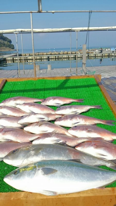 海の釣堀 海恵 釣果