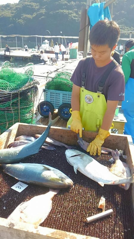 海の釣堀 海恵 釣果