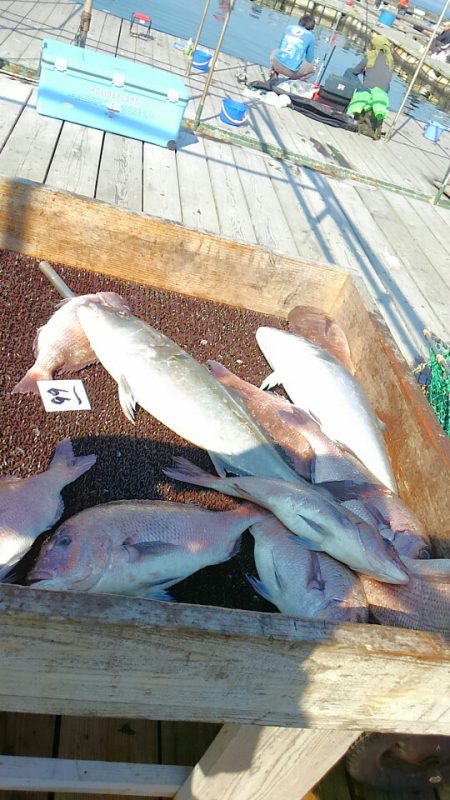 海の釣堀 海恵 釣果